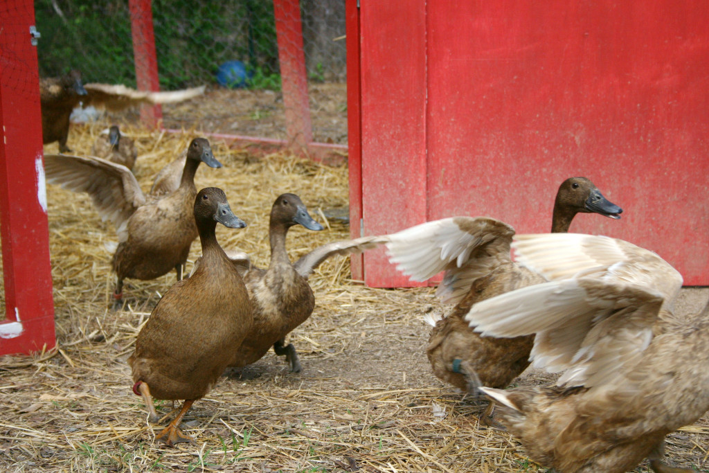 the ducks emerging from their pen, March 2004